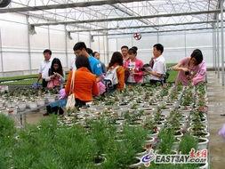 臺灣花卉在(zai)貴州(zhou)綻(zhan)放(fang) 落(luo)地培育助(zhu)農(nong)增收(shou)致(zhi)富(fu)