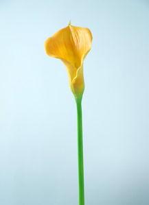 田(tian)園家居(ju)裝(zhuang)飾新(xin)選擇(ze) 馬蹄(ti)蓮與慈(ci)菇花(hua)PU仿(fang)真花廠(chang)家直(zhi)銷指(zhi)南