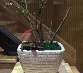 陶瓷(ci)花盆(pen) 室(shi)內(nei)蘭(lan)花的藝術(shu)之(zhi)選(xuan)