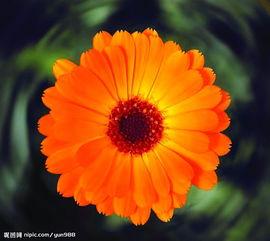 精品(pin)花卉(hui)系(xi)列 單(dan)株(zhu)花卉(hui)之(zhi)美