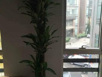 匯通花卉租擺(bai)服(fu)務公司 天(tian)津(jin)花鳥(niao)魚蟲(chong)市(shi)場(chang)中(zhong)的(de)專(zhuan)業(ye)花(hua)卉養護(hu)