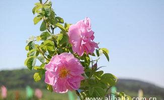 花中皇(huang)後(hou) 大馬(ma)士革(ge)玫瑰(gui)精(jing)油(you)的全(quan)面(mian)指(zhi)南——價格(ge)、廠(chang)家、圖片(pian)與苗(miao)木種(zhong)植(zhi)