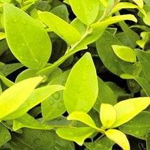 安(an)徽省(sheng)黃山綠(lv)源農(nong)林(lin)開發產(chan)品展(zhan)示 花卉世界網(wang)精(jing)選