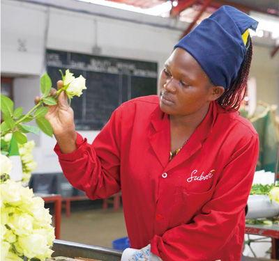 為(wei)非(fei)洲(zhou)實(shi)現現代化(hua)創(chuang)造機(ji)遇(yu)——訪(fang)肯尼(ni)亞總(zong)統(tong)魯托(tuo)談(tan)苗(miao)木種(zhong)植(zhi)