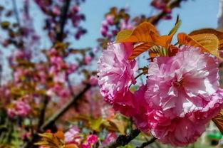 指尖綠(lv)洲 手機應(ying)用(yong)如(ru)何(he)賦能(neng)現代(dai)花(hua)卉(hui)苗(miao)木(mu)種植