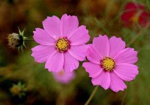 波斯菊種子(zi)市(shi)場行情(qing)與(yu)選購指南(nan) 供(gong)應(ying)商與(yu)價(jia)格分(fen)析(xi)