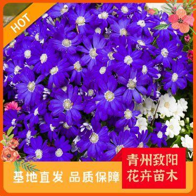 綠意(yi)盎(ang)然(ran)，生機(ji)無(wu)限 探索(suo)苗(miao)木(mu)種植的(de)奧(ao)秘與(yu)價(jia)值(zhi)