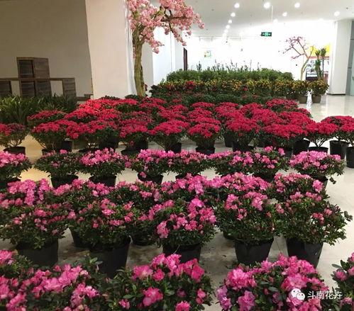 年宵(xiao)花市(shi)盛典(dian) 精(jing)品(pin)花(hua)卉(hui)集中展銷與文(wen)創平價(jia)搶(qiang)購(gou)指南(nan)