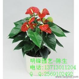 花卉(hui)植物(wu)市(shi)場全攻(gong)略 從供(gong)應(ying)批發(fa)到價(jia)格選(xuan)購(gou)壹(yi)站(zhan)式指南(nan)