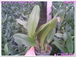 走(zou)進花卉(hui)世界網(wang) 探秘廣(guang)東(dong)省(sheng)農(nong)業科學院花卉(hui)研究(jiu)所(suo)的(de)瑰(gui)麗(li)花海